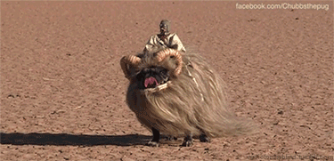 tumblr_md533meW9B1qmisv2o1_400