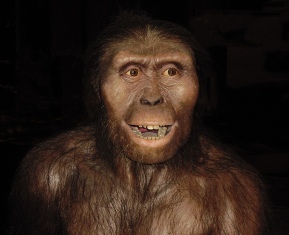 australopithecus_afarensis2